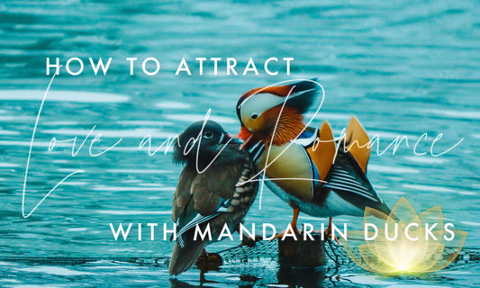 Discover the Good Fortune of the Mandarin Duck: Attract Love and Romance