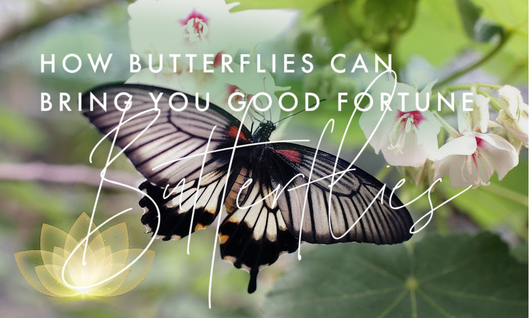 Feng Shui Xing butterflies home decor wealth money luck prosperity abundance butterflies